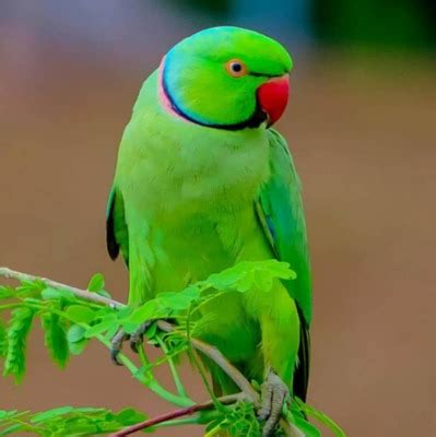 hindistan papağanı fiyatı
